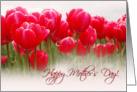 Happy Mother’s Day - Tulips Card