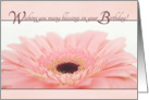 Birthday Blessings - Pink Gerbera Daisy Card