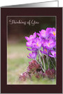 Purple Crocuses Thinking of You card