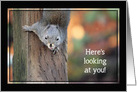 Here’s Looking at You Squirrel Congratulations card