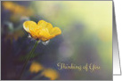 Buttercup in the Sunshine - Thinking of You card