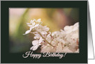 Beautiful Hydrangea - Birthday card