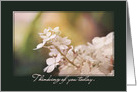Beautiful Hydrangea - Thinking of You on Mother’s Day in Remembrance of Mom card