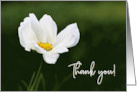 White Anemone Flower Thank You Blank card