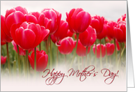 Happy Mother’s Day - Tulips Card