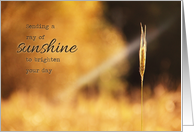 Ray of Sunshine - Note Card