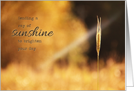 Ray of Sunshine - Thinking of You Card
