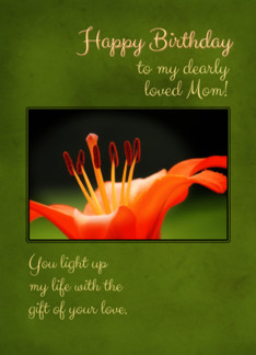 Orange Lily - Mom...