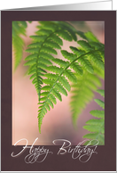 Beautiful Ferns Touching - Friend Birthday card