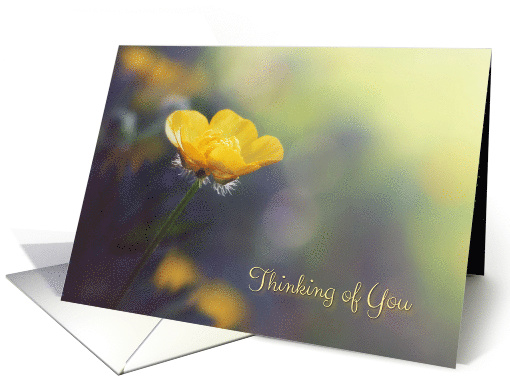 Buttercup in the Sunshine - Thinking of You card (1534472)