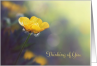 Buttercup in the Sunshine - Thinking of You card
