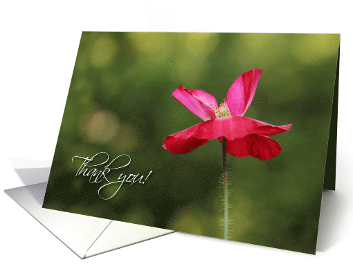 Bright and Beautiful Poppy - Thank You card (1538608)