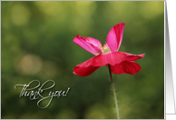 Bright and Beautiful Poppy - Thank You card