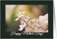 Beautiful Hydrangea - Mother’s Day card