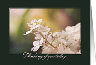 Beautiful Hydrangea - Thinking of You on Mother’s Day in Remembrance of Mom card