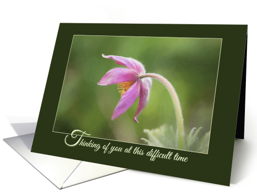 Thinking of You Cancer Patient card (1569242)