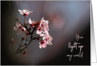 You Light Up My World Cherry Blossoms Anniversary card