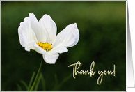 White Anemone Flower Thank You Blank card