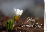 Spring Crocus in the Sunshine Mother’s Day card