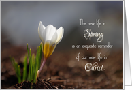 New Life in Christ Spring Flower Easter card