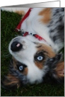 Blue eyed puppy card