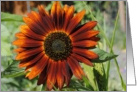Orange sunflower card