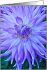 Purple dahlia card