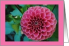 Red dahlia card