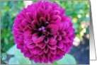 Violet dahlia card