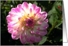 Pink and white dahlia card