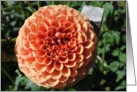 Orange dahlia card