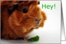 Hey, you looking at me?, Cute brown guinea pig card
