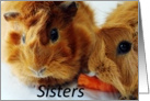 Thank You, Guines pig sisters card