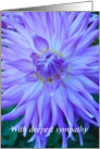 purple dahlia, sympathy card