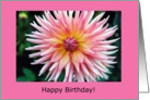pink dahlia, birthday card