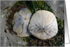 Sand dollars, blank card