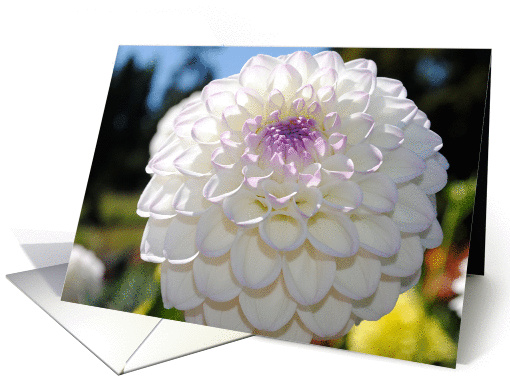 White Dahlia card (856992)