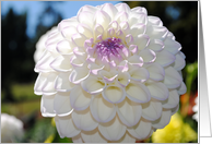 White Dahlia card