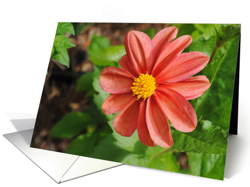 Orange flower card (856998)