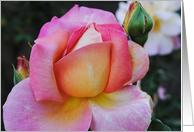 Pink rose card