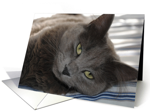 Come back to bed, Gray Cat card (857567)