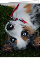 Blue eyed puppy card