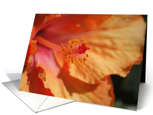 Stamen card (857747)