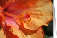 Stamen card