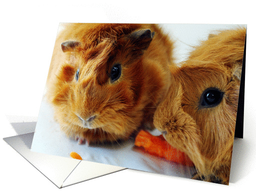 Guinea Pigs card (857749)