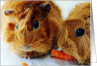 Guinea Pigs card