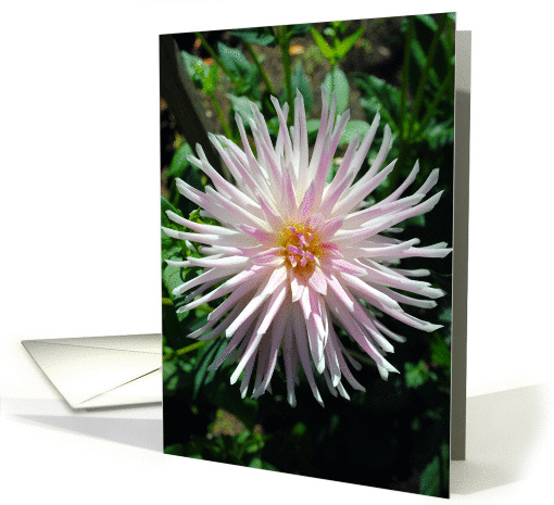 Pink and white dahila card (859836)