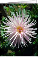 Pink and white dahila card