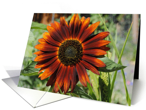 Orange sunflower card (859838)