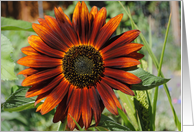 Orange sunflower card